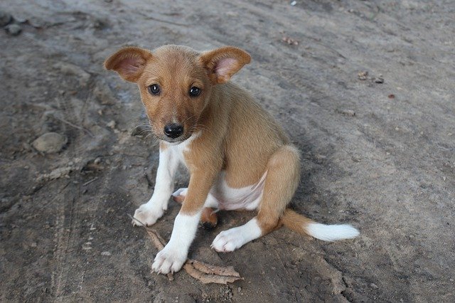 Download gratuito Doggy Dog Puppy - foto o immagine gratuita da modificare con l'editor di immagini online di GIMP