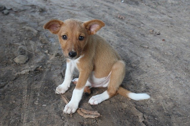 ดาวน์โหลดฟรี Doggy Dog Puppy - รูปภาพหรือรูปภาพฟรีที่จะแก้ไขด้วยโปรแกรมแก้ไขรูปภาพออนไลน์ GIMP