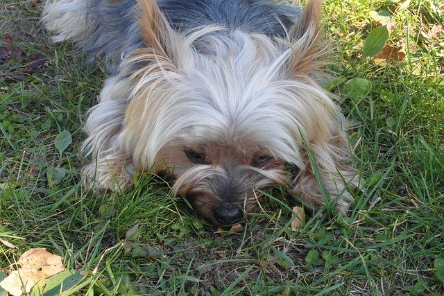 Free download Doggy Small Mammal -  free photo or picture to be edited with GIMP online image editor