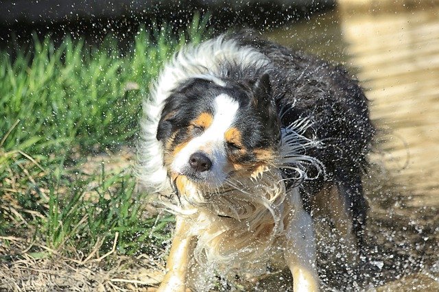 Free download Dog Hair Mammals -  free photo or picture to be edited with GIMP online image editor