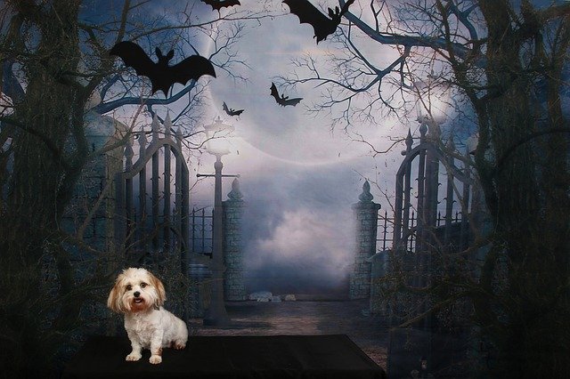 Free download Dog Halloween Scene -  free photo or picture to be edited with GIMP online image editor