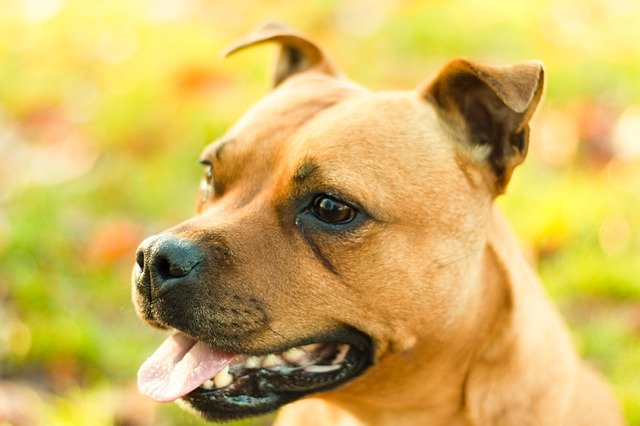Descarga gratuita Dog Happy Staffy: fotos o imágenes gratuitas para editar con el editor de imágenes en línea GIMP