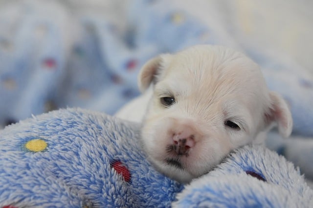 Free download dog havanese puppy baby free picture to be edited with GIMP free online image editor