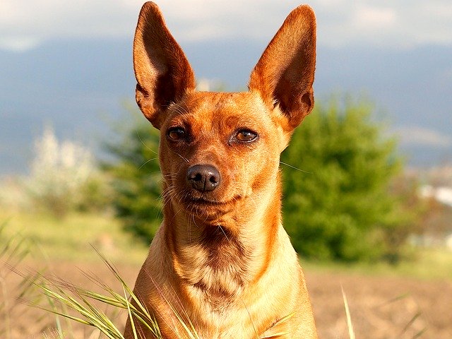 무료 다운로드 Dog Head Pet - 무료 사진 또는 김프 온라인 이미지 편집기로 편집할 사진