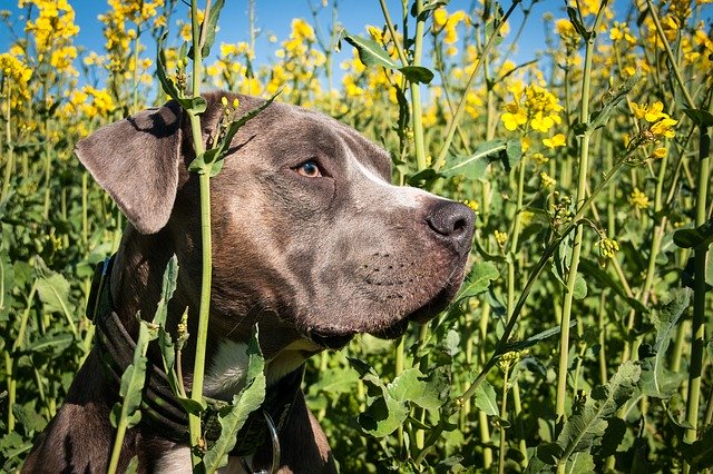 無料ダウンロード犬の頭の肖像画油糧種子-GIMPオンライン画像エディタで編集できる無料の写真または画像