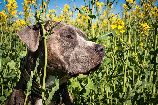 Free download Dog Head Portrait Oilseed -  free photo or picture to be edited with GIMP online image editor