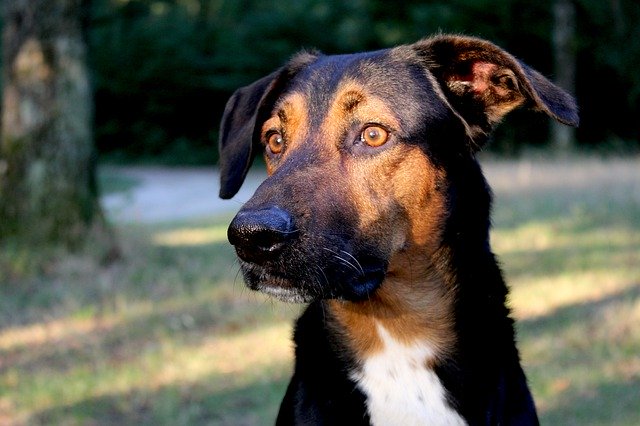 ດາວໂຫຼດຟຣີ Dog Head Snout - ຮູບພາບ ຫຼືຮູບພາບທີ່ບໍ່ເສຍຄ່າເພື່ອແກ້ໄຂດ້ວຍຕົວແກ້ໄຂຮູບພາບອອນໄລນ໌ GIMP