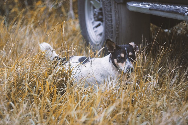 Free download dog helios helios44 vintage papar free picture to be edited with GIMP free online image editor