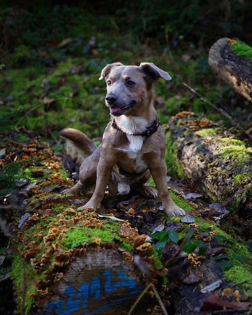 Free download dog hike outdoors pet canine free picture to be edited with GIMP free online image editor