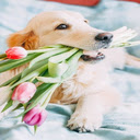 Dog holding tulip wallpaper  screen for extension Chrome web store in OffiDocs Chromium