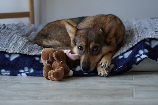 Free download dog home cozy bed toy wood stray free picture to be edited with GIMP free online image editor