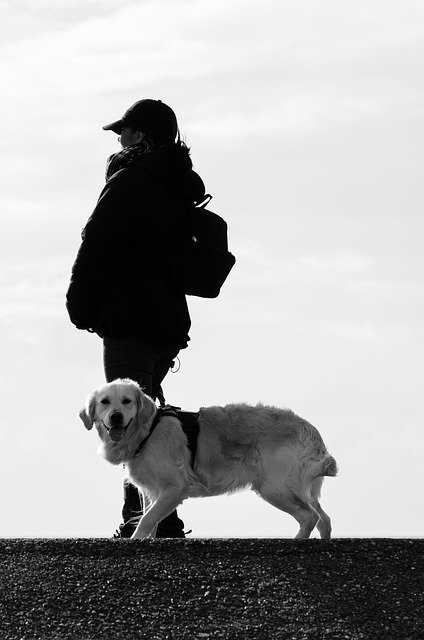 Free download dog human animal beach labrador free picture to be edited with GIMP free online image editor