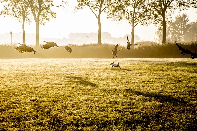 無料ダウンロード犬狩り動物-GIMPオンライン画像エディタで編集できる無料の写真または画像