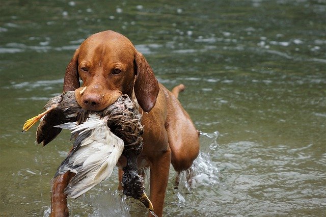 Bezpłatne pobieranie psa myśliwskiego psa Vizsla polowanie na darmowe zdjęcie do edycji za pomocą bezpłatnego internetowego edytora obrazów GIMP