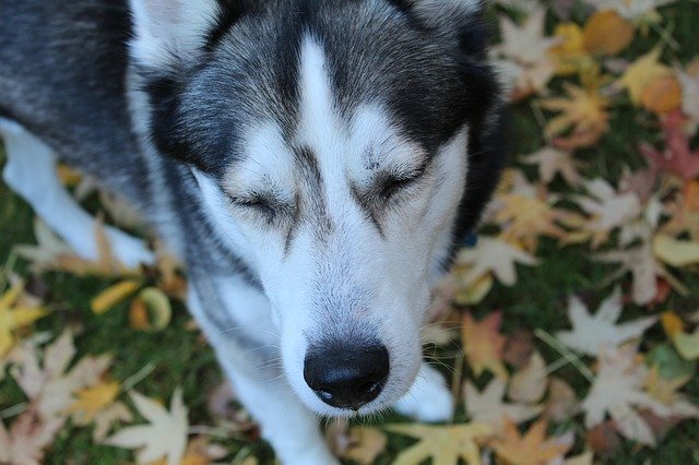 Скачать бесплатно Dog Husky Animal - бесплатное фото или изображение для редактирования с помощью онлайн-редактора изображений GIMP