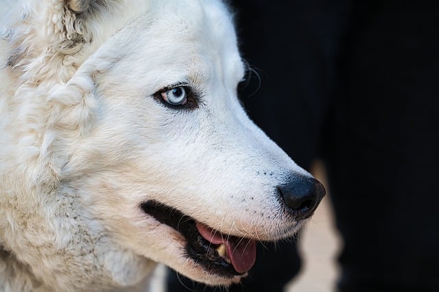 Free download dog husky dog head sled dog free picture to be edited with GIMP free online image editor