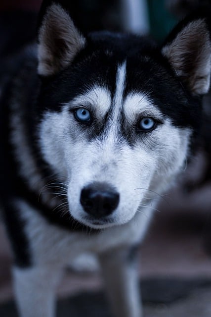 Free download dog husky pets animal eye contact free picture to be edited with GIMP free online image editor