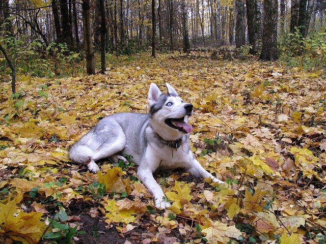 Free picture Dog Husky Siberian -  to be edited by GIMP free image editor by OffiDocs