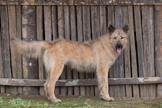 Bezpłatne pobieranie Dog Hybrid Pet - bezpłatne zdjęcie lub obraz do edycji za pomocą internetowego edytora obrazów GIMP