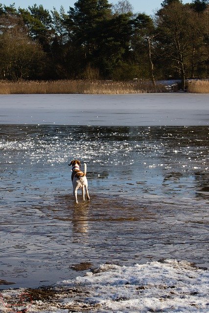 Free picture Dog Ice Lake -  to be edited by GIMP free image editor by OffiDocs