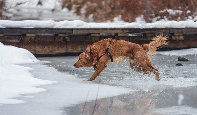 Free download dog ice water winter play leap free picture to be edited with GIMP free online image editor