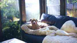 Free download Dog Indoor Sheepskin -  free video to be edited with OpenShot online video editor