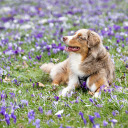 Dog in the middle of the flower bed  screen for extension Chrome web store in OffiDocs Chromium