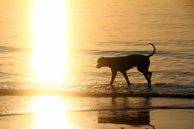 Free download dog in the water dog by the sea free picture to be edited with GIMP free online image editor