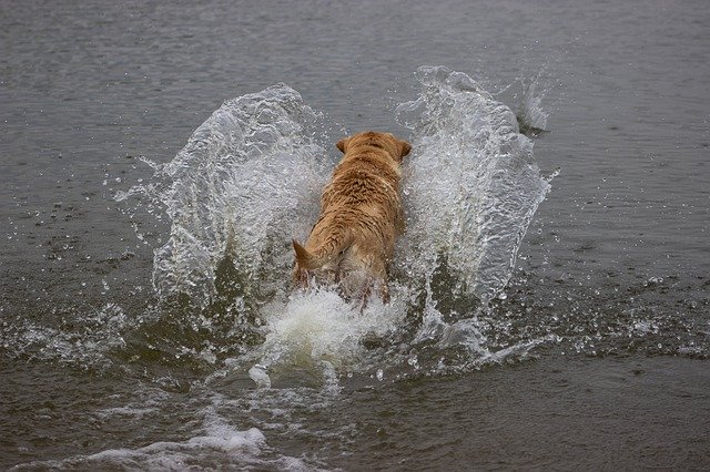 Muat turun percuma Dog In Water Running - foto atau gambar percuma untuk diedit dengan editor imej dalam talian GIMP