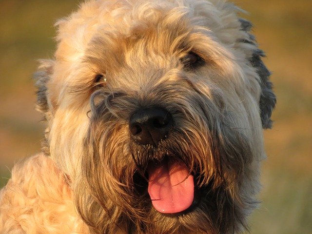 Free download Dog Irish Wheaten -  free photo or picture to be edited with GIMP online image editor