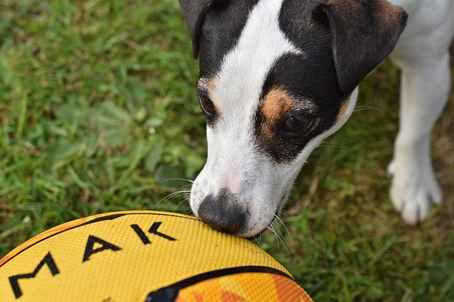 Free download Dog Jack Russel Ball -  free photo or picture to be edited with GIMP online image editor