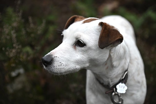 Free download dog jack russell dog hunting dog free picture to be edited with GIMP free online image editor