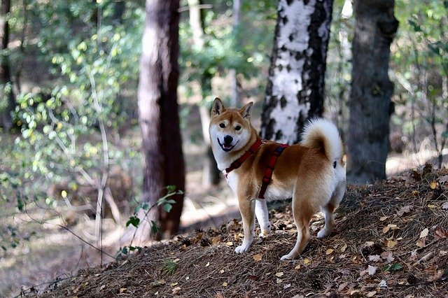 Free download Dog Japan Shiba -  free photo or picture to be edited with GIMP online image editor