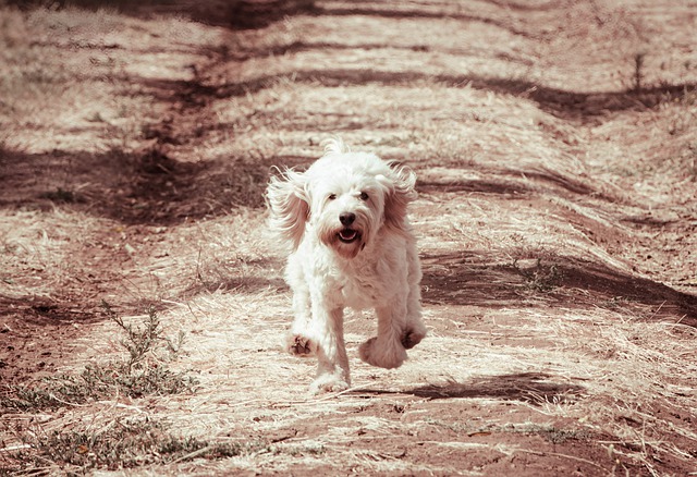 Free download dog jumping play nature cute free picture to be edited with GIMP free online image editor