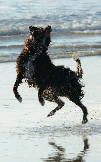 Dog Jump Play ດາວໂຫຼດຟຣີ - ຮູບພາບ ຫຼືຮູບພາບທີ່ບໍ່ເສຍຄ່າເພື່ອແກ້ໄຂດ້ວຍຕົວແກ້ໄຂຮູບພາບອອນໄລນ໌ GIMP