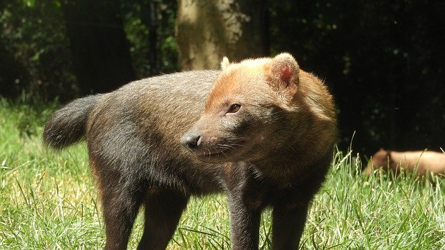 Muat turun percuma Dog Jungle The Tiny Beast Canidae - foto atau gambar percuma untuk diedit dengan editor imej dalam talian GIMP