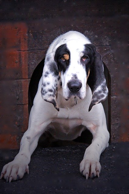 Unduh gratis Dog Kennel Animal - foto atau gambar gratis untuk diedit dengan editor gambar online GIMP