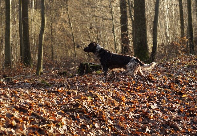 تنزيل Dog Kleiner Münsterländer مجانًا - صورة مجانية أو صورة ليتم تحريرها باستخدام محرر الصور عبر الإنترنت GIMP