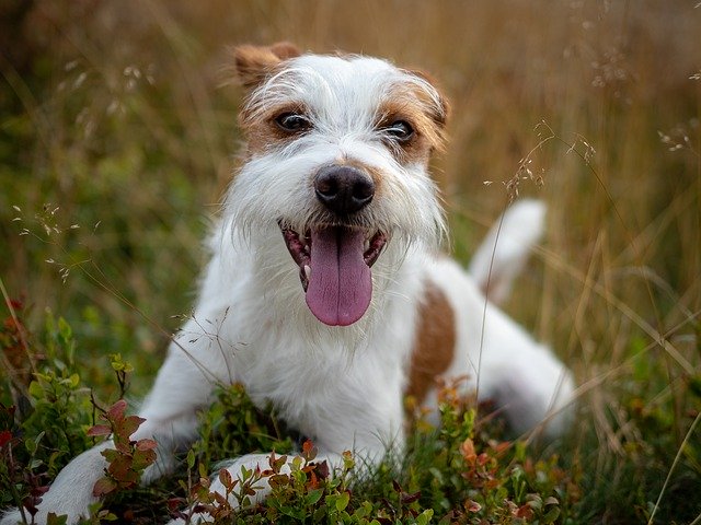 무료 다운로드 Dog Kromfohrländer 가을 - 무료 사진 또는 GIMP 온라인 이미지 편집기로 편집할 사진