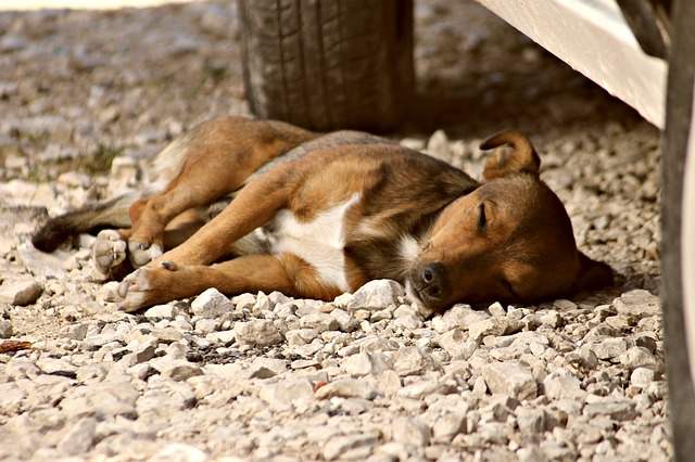 Free download dog kutyus sleep stray eb pet free picture to be edited with GIMP free online image editor
