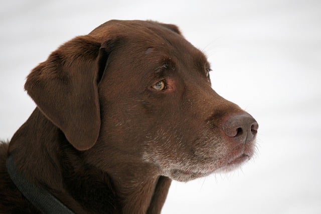 Free download dog lab labrador retriever free picture to be edited with GIMP free online image editor