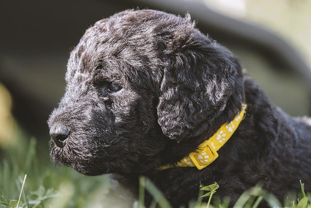 Muat turun percuma gambar percuma anjing labradoodle anak anjing anjing untuk diedit dengan editor imej dalam talian percuma GIMP