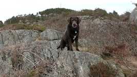 Free download Dog Labrador Friend -  free video to be edited with OpenShot online video editor
