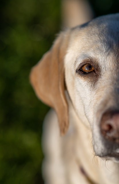 Free download dog labrador hound eye animal free picture to be edited with GIMP free online image editor