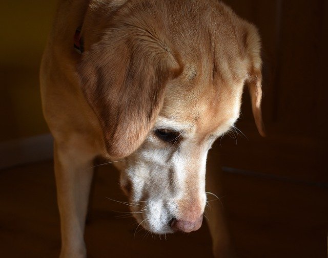 Téléchargement gratuit de Chien Labrador Old Age - photo ou image gratuite à éditer avec l'éditeur d'images en ligne GIMP