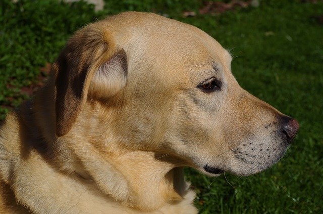 Безкоштовно завантажте Dog Labrador Pet - безкоштовну фотографію або малюнок для редагування в онлайн-редакторі зображень GIMP