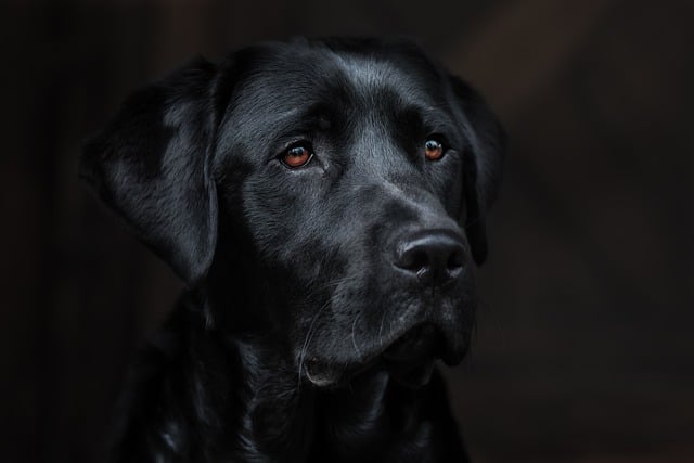 Безкоштовно завантажте зображення собаки лабрадора ретрівера лабораторних тварин для редагування за допомогою безкоштовного онлайн-редактора зображень GIMP