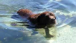 Free download Dog Labrador Swims free video to be edited with OpenShot online video editor