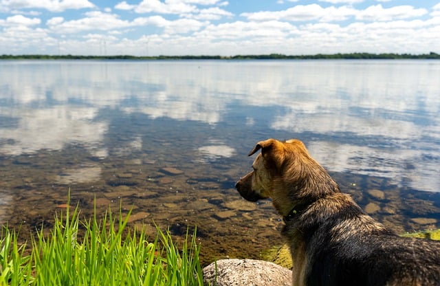 Free download dog lake nature scenery heaven free picture to be edited with GIMP free online image editor