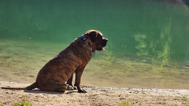 Безкоштовно завантажте собаку озеро домашню тварину собаку безкоштовне зображення для редагування за допомогою безкоштовного онлайн-редактора зображень GIMP